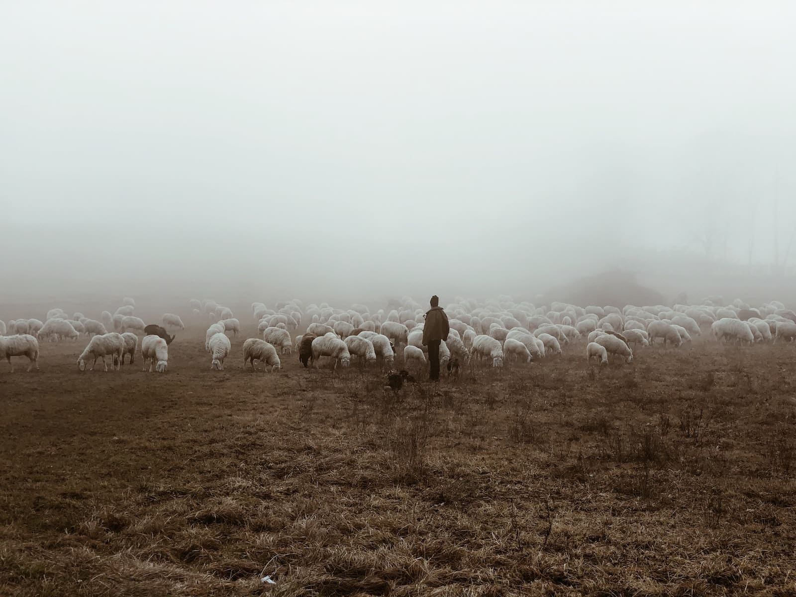 person standing near herd of lambs